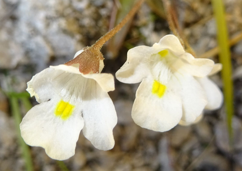Pinguicula alpina / Pinguicola alpina